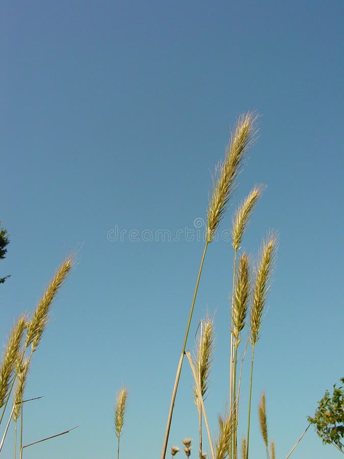 Tall prairie grass against a blue sky. Tall prairie grass against a blue sky