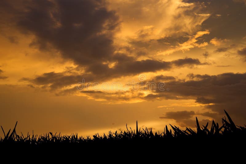 Erba al tramonto immagini stock libere da diritti Erba al tramonto immagini stock libere da diritti