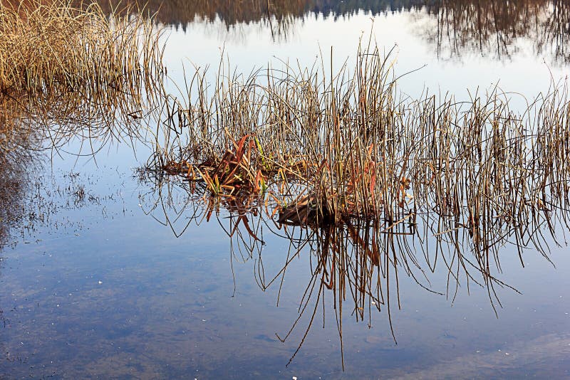 Erba alta con il lago basso immagine stock Erba alta con il lago basso immagine stock
