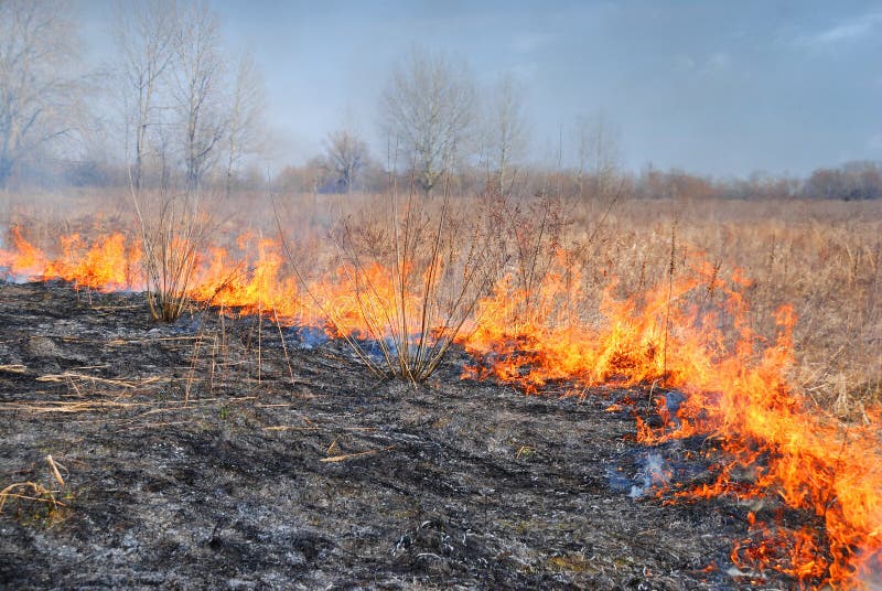 Erba Burning fotografie stock Erba Burning fotografie stock