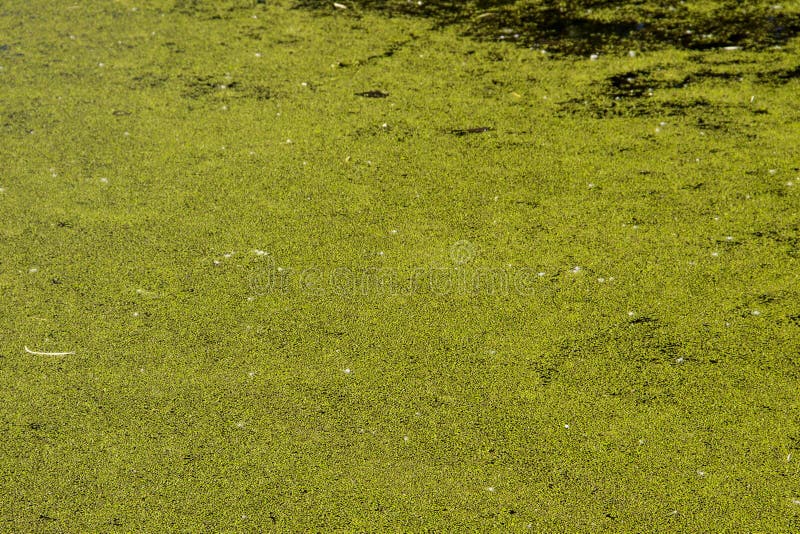 Erba di anatra verde sulla superficie dell'acqua fotografia stock libera da diritti