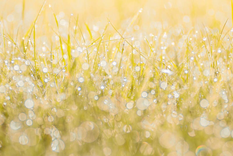 Erba di autunno alla luce solare di tramonto Fondo vago natura astratta giallo arancione verde Macro, bokeh fotografia stock libera da diritti Erba di autunno alla luce solare di tramonto Fondo vago natura astratta giallo arancione verde Macro, bokeh fotografia stock libera da diritti