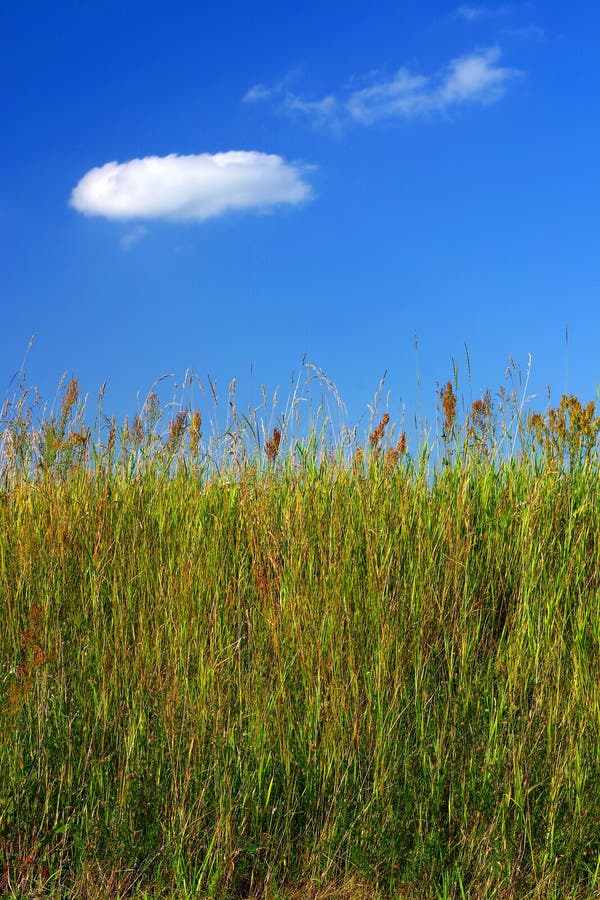 Erba di prato e un cielo blu fotografia stock Erba di prato e un cielo blu fotografia stock