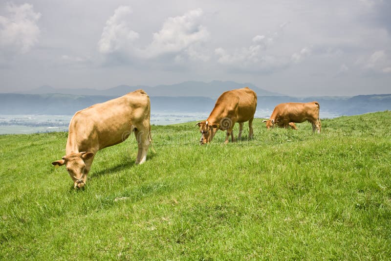 Erba foraggera del bestiame dello Shorthorn immagini stock libere da diritti Erba foraggera del bestiame dello Shorthorn immagini stock libere da diritti