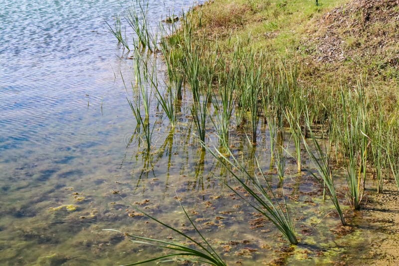 Erba i mucchi crescenti di n al bordo di un lago dalla riva. Erba verde che coltiva i mucchi di n al bordo di un lago dalla riva