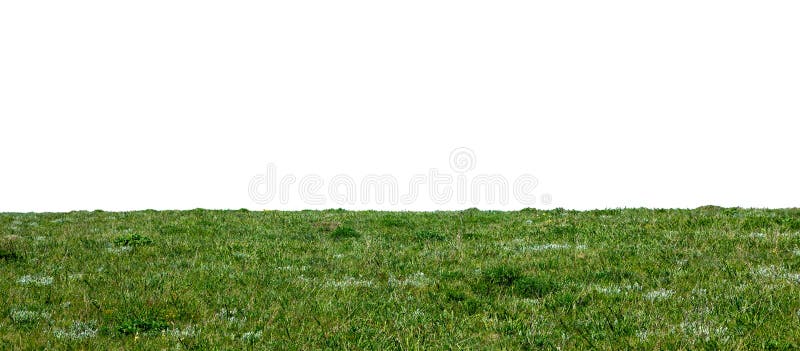 Erba naturale verde isolata fotografia stock Erba naturale verde isolata fotografia stock