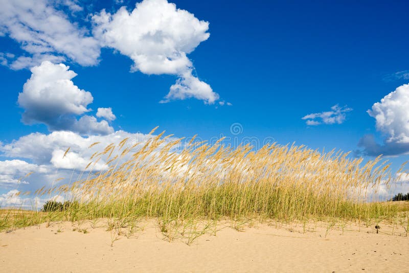 Erba nella sabbia fotografie stock