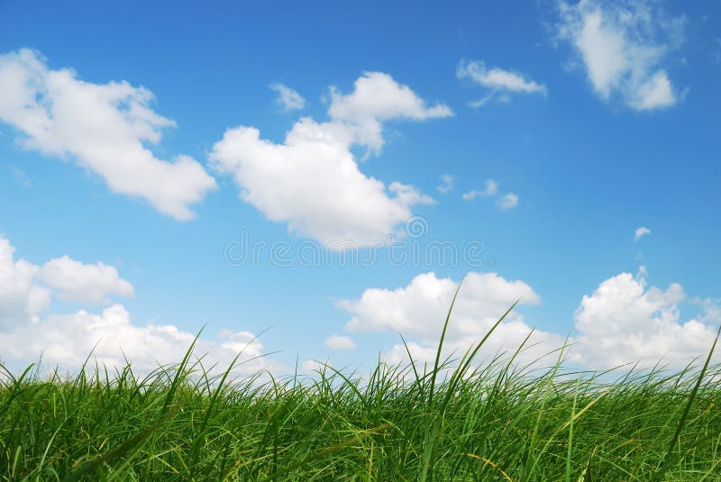 Erba verde immagine stock