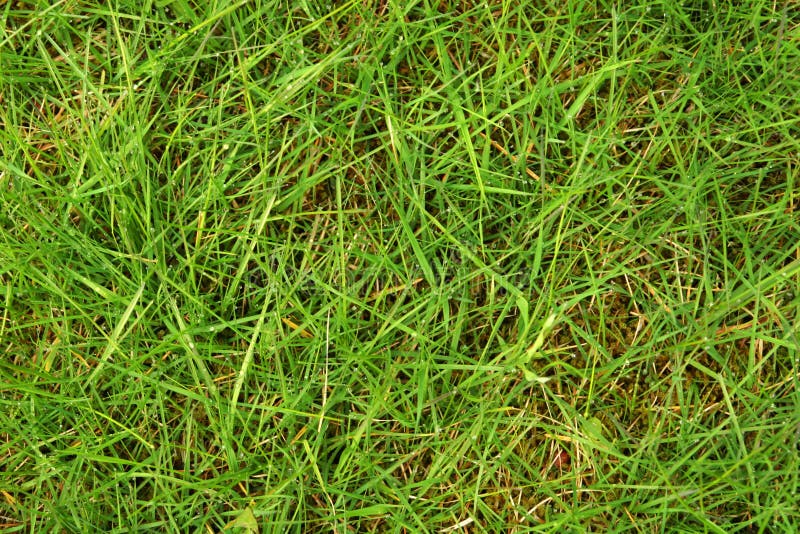 Bagni l'erba falciata fotografia stock. Immagine di baseball 10134406