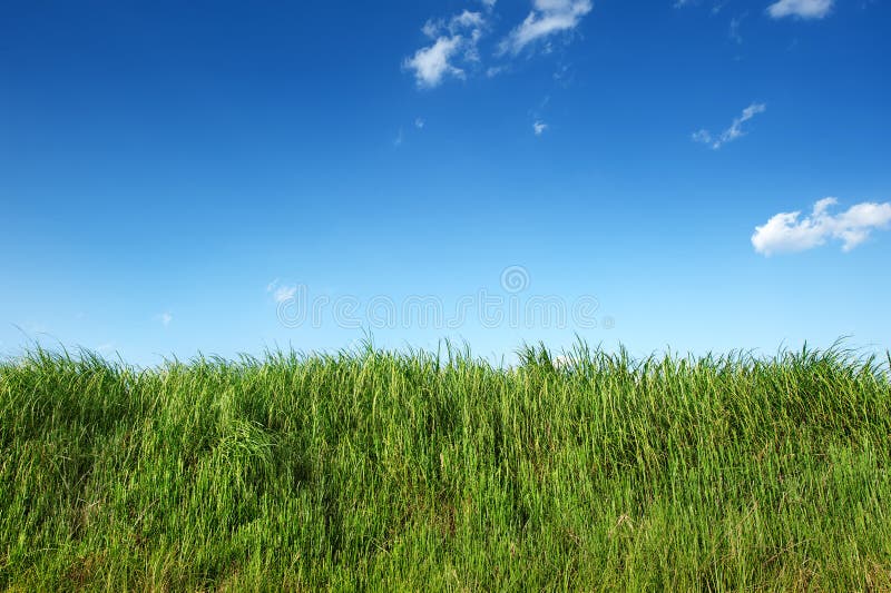 Erba verde sotto un cielo azzurro limpido fotografie stock libere da diritti