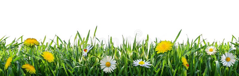 Erba verde con i fiori della molla Sfondo naturale immagine stock libera da diritti