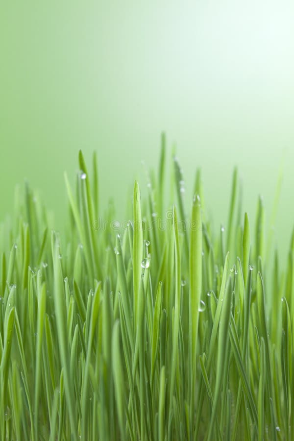 Erba Di Pasqua Verde - Decorazione Naturale Per Tavola E Centro Tavola | Fresca E Festosa - Foto 13