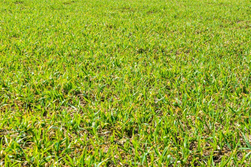 Erba verde fresca al giorno soleggiato della molla La sorgente Campo verde spazioso Fondo, struttura dell'erba verde immagini stock Erba verde fresca al giorno soleggiato della molla La sorgente Campo verde spazioso Fondo, struttura dell'erba verde immagini stock