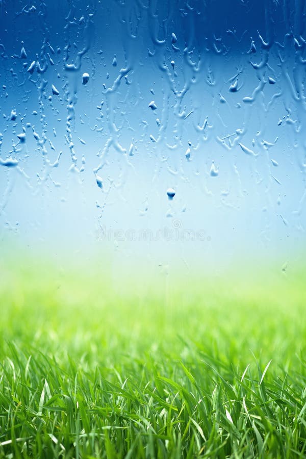 Erba verde, giorno piovoso immagine stock libera da diritti Erba verde, giorno piovoso immagine stock libera da diritti