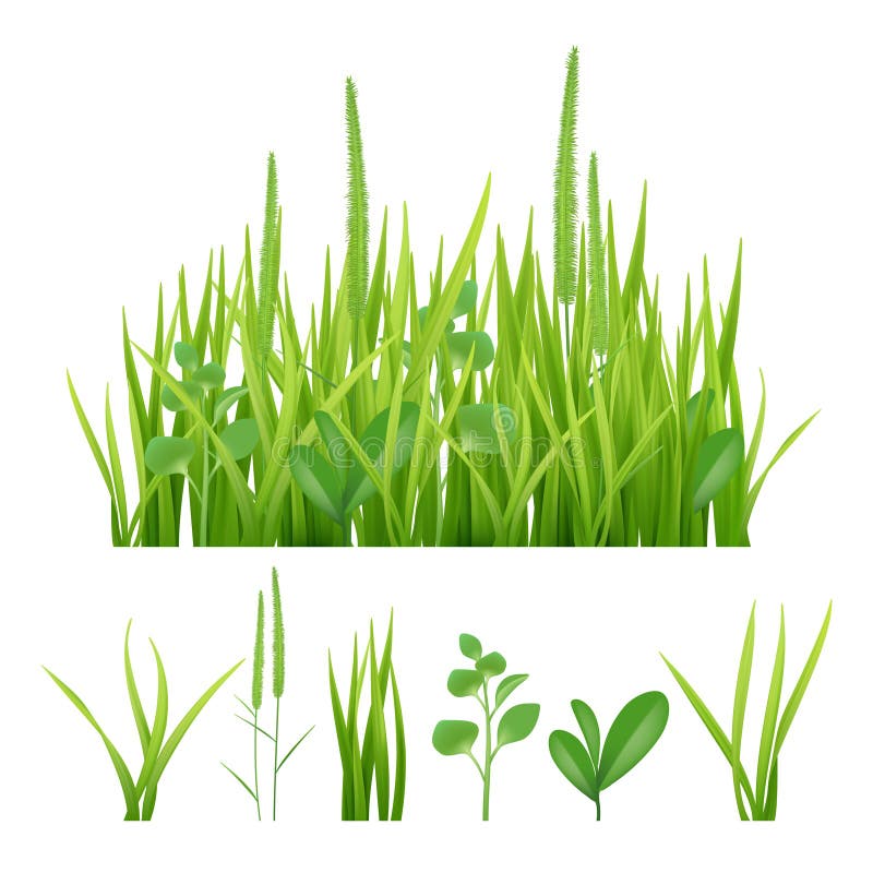 Erba verde Immagini fresche di vettore della natura degli elementi del giardino delle erbe e delle foglie royalty illustrazione gratis