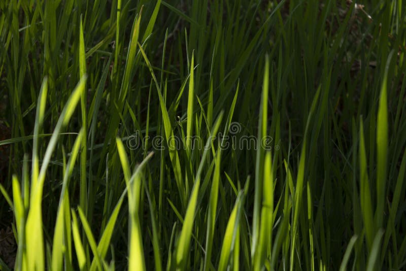 Erba verde lunga immagine stock Erba verde lunga immagine stock