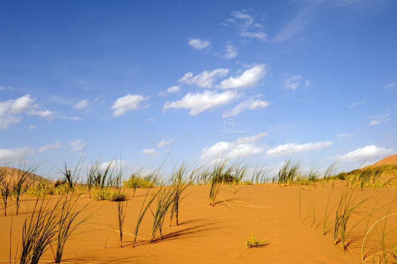 Erba verde nel deserto immagine stock libera da diritti