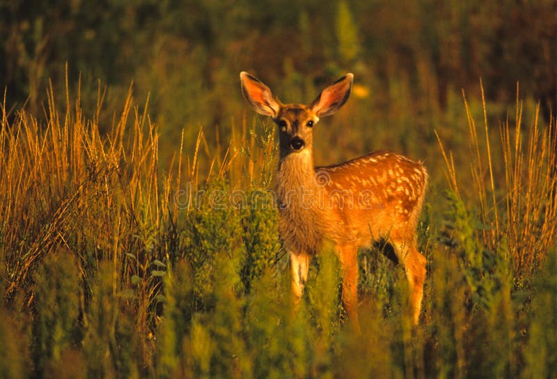 A cute mule deer fawn standing in tall vegetation early morning light. A cute mule deer fawn standing in tall vegetation early morning light