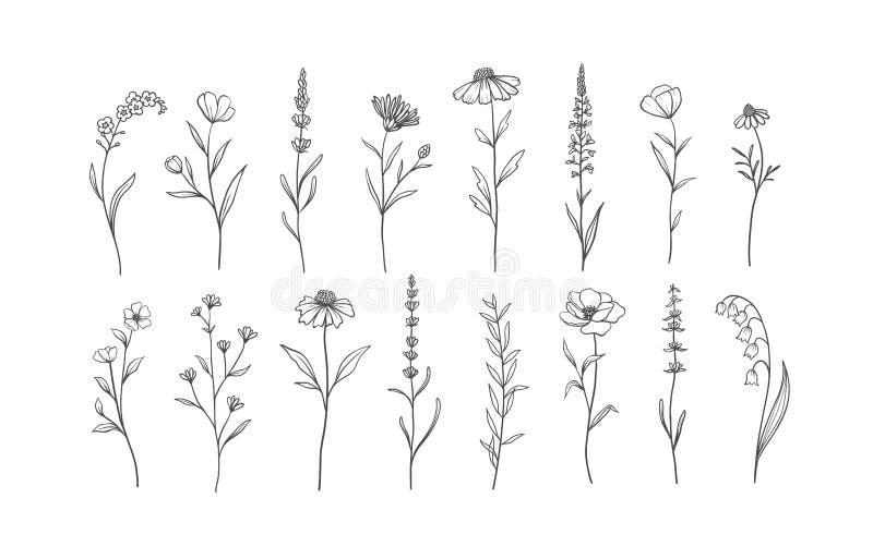 Erbe aromatiche e fiori selvatici. elementi floreali disegnati a mano. illustrazione vettoriale illustrazione di stock