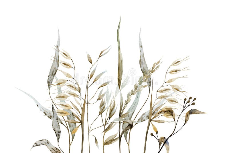 Erbe di prato secche composizione orizzontale su fondo bianco. royalty illustrazione gratis