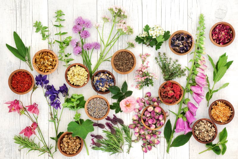 Erbe e fiori per medicina di erbe