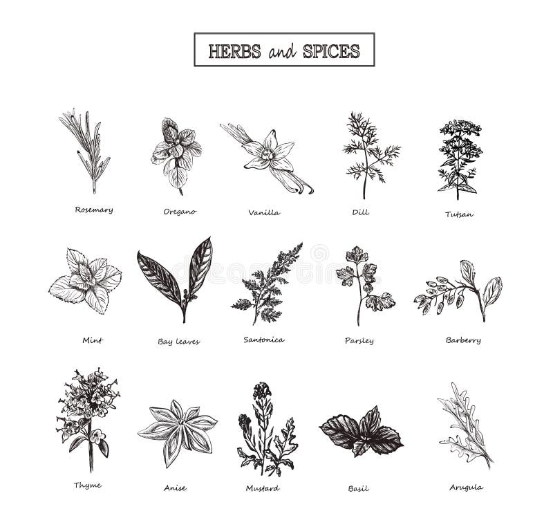 Erbe e fiori selvaggi botanica Insieme 15 Fiori dell'annata Illustrazione di vettore