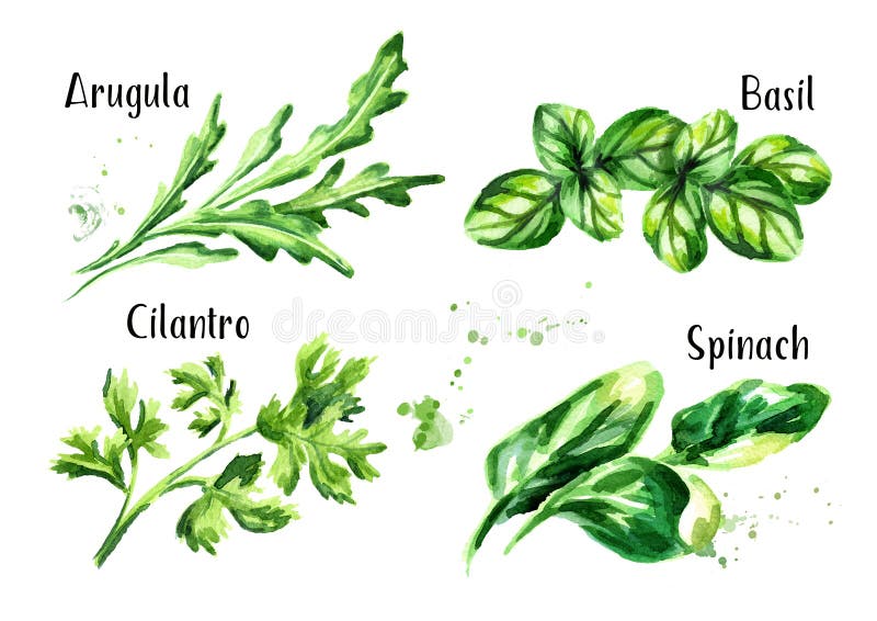 Erbe fresche dell'insalata messe Illustrazione disegnata a mano dell'acquerello isolata su fondo bianco royalty illustrazione gratis Erbe fresche dell'insalata messe Illustrazione disegnata a mano dell'acquerello isolata su fondo bianco royalty illustrazione gratis