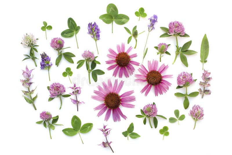 Erbe medicinali Tè di erbe Layout piatto, vista superiore Echinacea Composizione di piante e fiori su fondo bianco fotografie stock libere da diritti