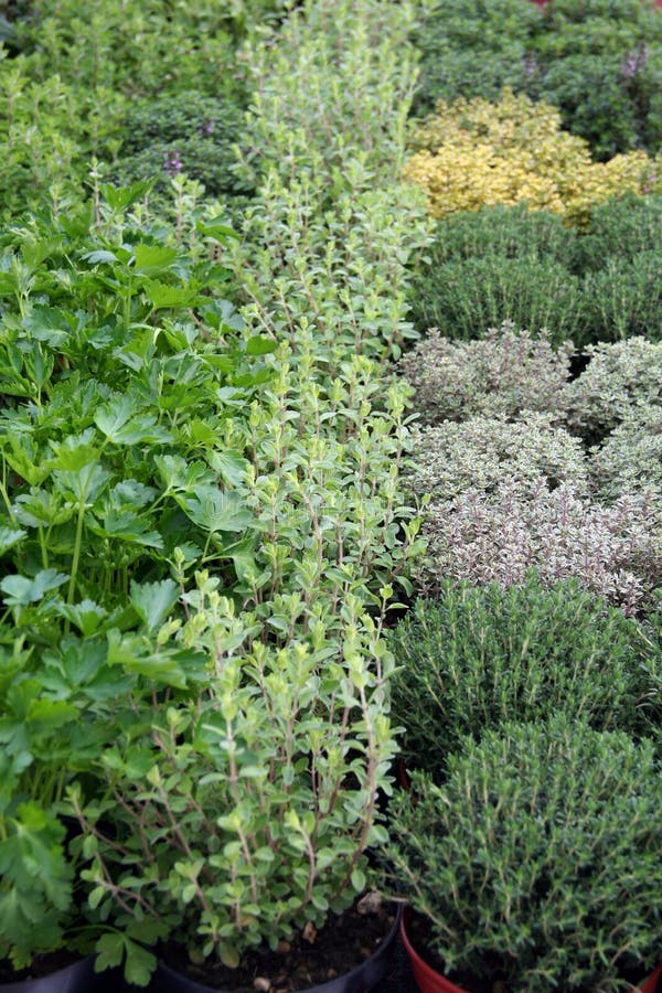 Herbs in pot for sale in springtime. Herbs in pot for sale in springtime