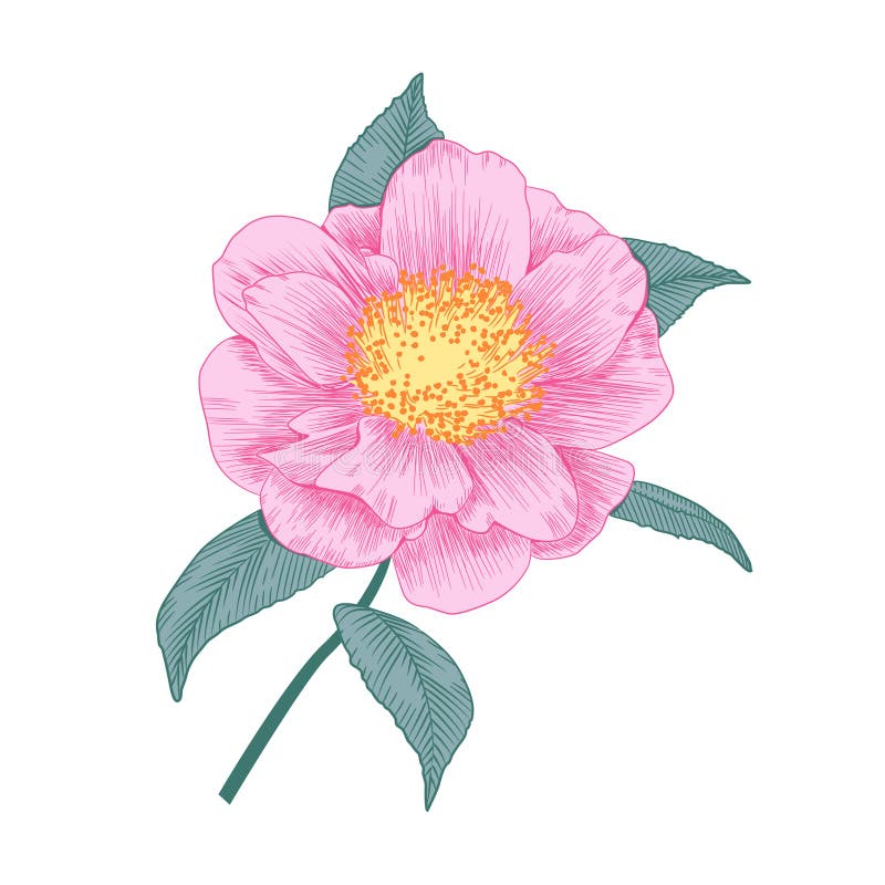 Erblassen Sie - halbgefüllte Formblume der rosa Kamelie vektor abbildung