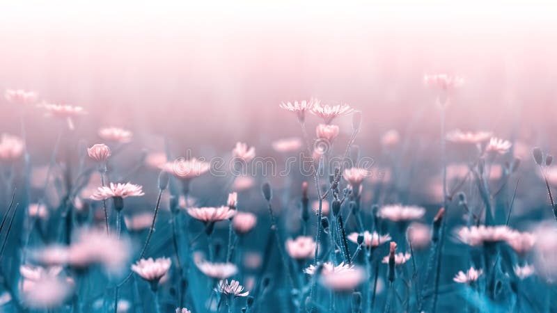 Erblassen Sie - rosa Waldblumen auf einem Hintergrund von blauen Blättern und von Stämmen Künstlerisches natürliches Makrobild Ko stockbilder Erblassen Sie - rosa Waldblumen auf einem Hintergrund von blauen Blättern und von Stämmen Künstlerisches natürliches Makrobild Ko stockbilder
