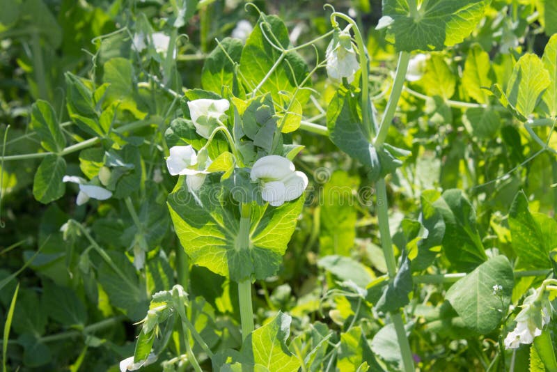 Erbsenanlage mit weißen Blumen in einem Garten Triebe draußen stockbilder Erbsenanlage mit weißen Blumen in einem Garten Triebe draußen stockbilder