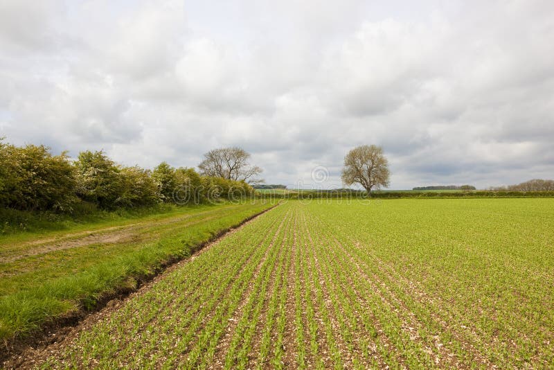 Erbsenfeld Und Weissdornhecke Stockfoto Bild Von Bridleway Bewirtschaften 93124622