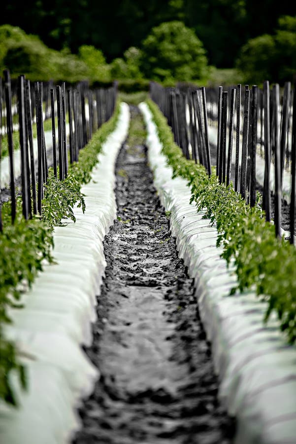 Erdbeerbauernhoffeld am sonnigen Tag lizenzfreie stockfotografie