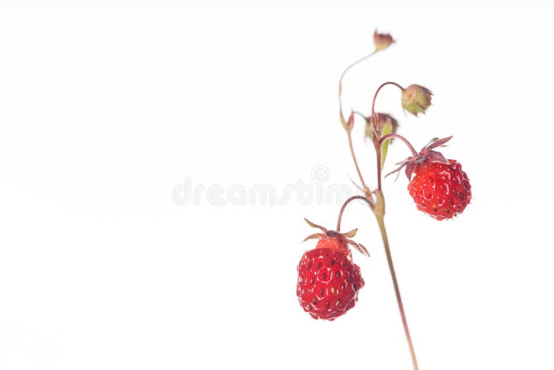 Erdbeere - trägt von der Natur mit Kopie-Raum Früchte lizenzfreies stockbild Erdbeere - trägt von der Natur mit Kopie-Raum Früchte lizenzfreies stockbild