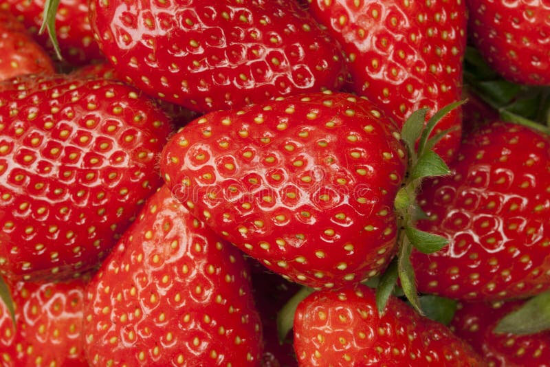 Erdbeeren lizenzfreie stockbilder Erdbeeren lizenzfreie stockbilder