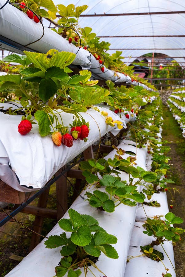 Wachsende Erdbeeren Im Gewächshaus Stockfoto Bild von