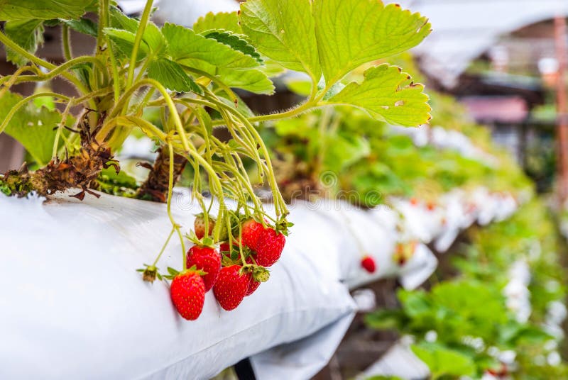 Erdbeeren, Die in Den Linien Im Gewächshaus Wachsen Stockfoto Bild