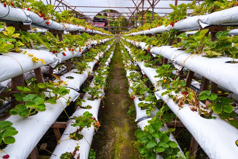 Erdbeeren, Die in Den Linien Im Gewächshaus Wachsen Stockbild Bild