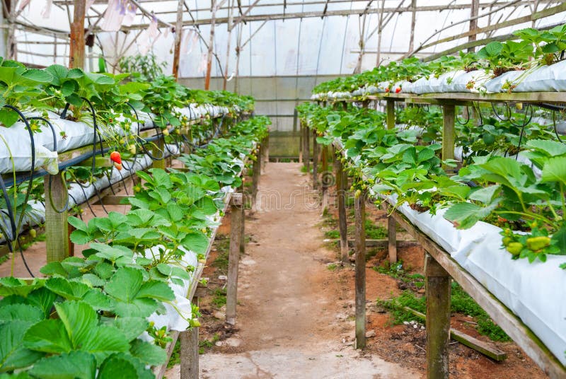 Erdbeeren, Die in Den Linien Im Gewächshaus Wachsen Stockfoto Bild