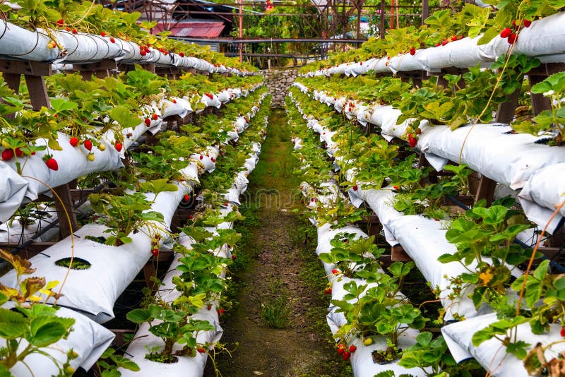 Erdbeeren, Die in Den Linien Im Gewächshaus Wachsen Stockfoto Bild