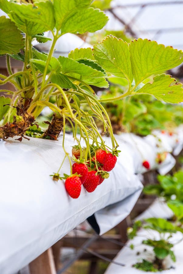 Erdbeeren, Die in Den Linien Im Gewächshaus Wachsen Stockbild Bild