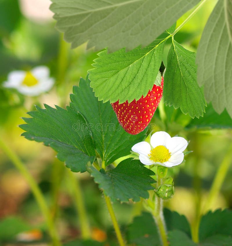 Erdbeeren im Garten stockbild. Bild von nahaufnahme, auslegung - 56396245