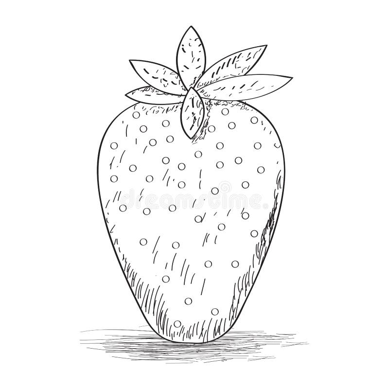  Skizze Der Erdbeere in Der Schokolade Vektor Abbildung - Illustration Illustration 