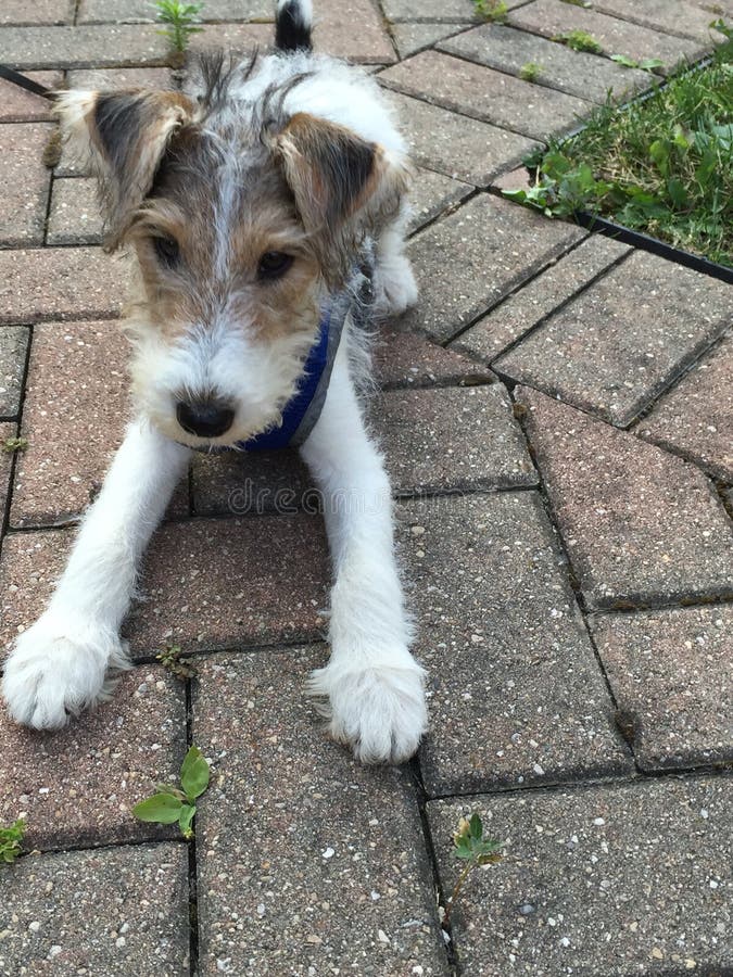Junge, Der Mit Hund Niederlegt Stockbild Bild von männer, kaukasisch