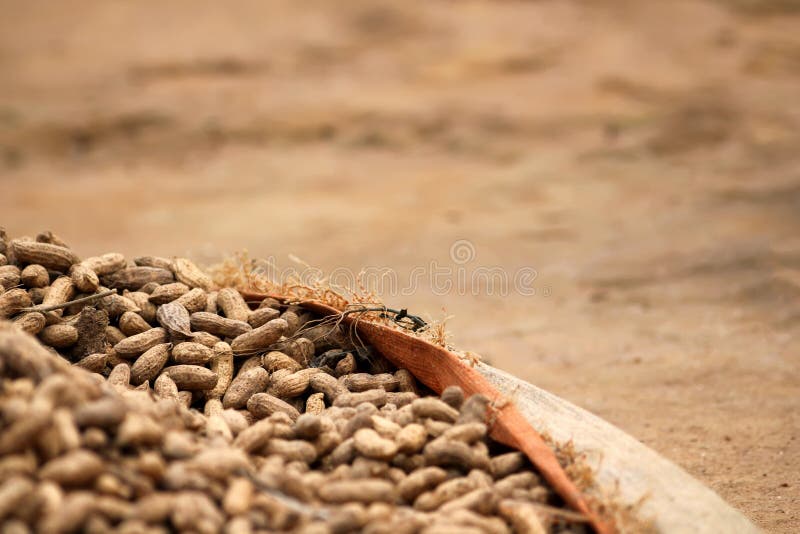 Peanuts in the farm in Rwanda. Peanuts in the farm in Rwanda