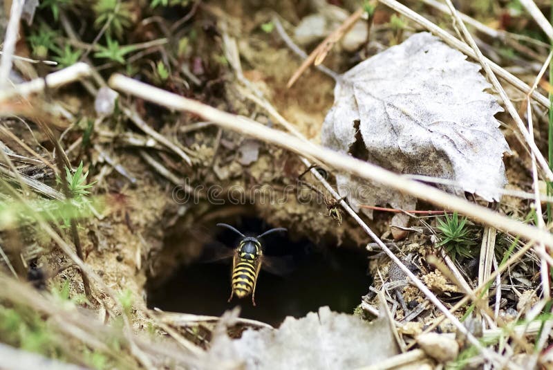 Earth wasp Philant . Hymenoptera insects . Russia Leningrad region . Earth wasp Philant . Hymenoptera insects . Russia Leningrad region .