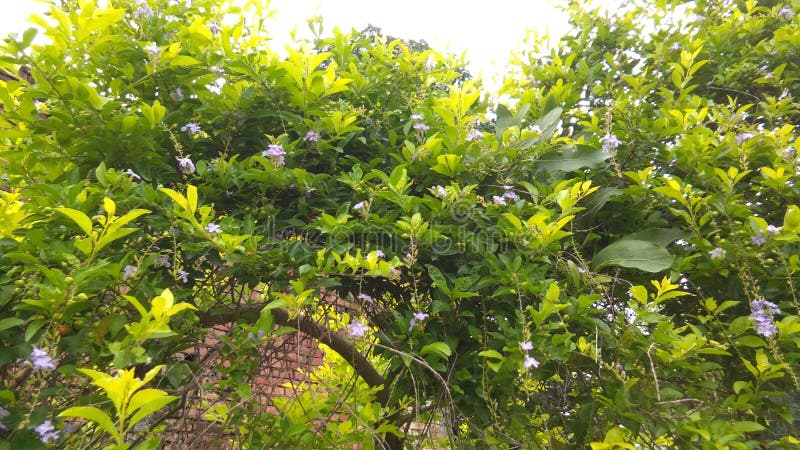 Erecta Duranta или цветок золотые капля росы или ягода или небо голубя стоковое фото