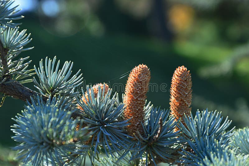 Erected mature cones of coniferous Fir tree, latin name Abies, possibly Abies Alba or Abies Concolor