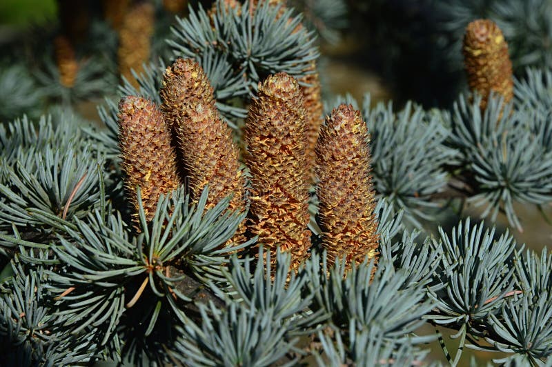 Erected mature cones of coniferous Fir tree, latin name Abies, possibly Abies Alba or Abies Concolor